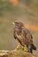 Isolated Common Buzzard standing on branch