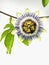 Isolated common Passion flower (Passiflora caerulea)