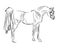 Isolated contour drawing of a beautiful elite Arab stallion