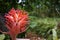 Isolated coral coloured tropical plant