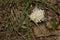 Isolated coral fungus growing on decaying forest leaves