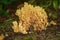 Isolated coral fungus growing in National forest