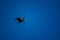 Isolated cormorant flying over deep blue sky