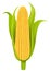 Isolated corn cob illustration vector