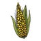 Isolated corn ear on white background. Original multi colored vector illustration of agricultural plant.