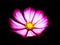 Isolated cosmos flower