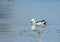 Isolated Cotton pygmy goose or Cotton teal Nettapus coromandelianus Male Bird