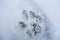 Isolated Cougar Animal Paw Tracks in Snow Canadian Rocky Mountains
