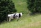 isolated cow with fur white and black grazing pastures