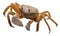 Isolated crab on white background