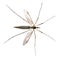 Isolated crane fly