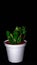 Isolated Crassula gollum on dark background.