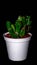 Isolated Crassula gollum on dark background.