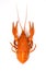 Isolated crayfish on white background