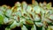 Isolated crested Echeveria pulidonis on black background.
