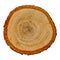 Isolated cross section of oak tree, top view. Wood textures. Tree trunk close-up.