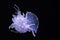 Isolated Crown Jellyfish Dark Background