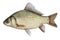 Isolated crucian carp, a kind of fish from the side. Live fish with flowing fins. River fish.