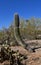 Isolated curved Saguaro cactus tree