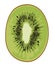 Isolated cut kiwi fruits