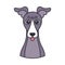 Isolated cute avatar of a whippet dog breed Vector
