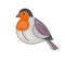 Isolated cute bullfinch. Winter bird. Vector illustration of drawings on a white background. Flat style. For the design