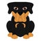 Isolated cute rottweiler cartoon