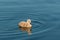 Isolated cygnet swimming on lake