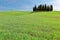 Isolated cypress trees standing on the rolling hills of green grassy fields under blue sunny sky in Val d`Orcia