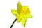 Isolated daffodil blossom