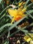 An isolated daffodil flower in Washington, D.C.