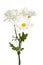 Isolated Daisies on White Background