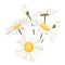 Isolated daisy chamomile flower collection set