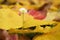 Isolated daisy flower growing out of bed of dead leaves of yellow ironwood tree with ladybug