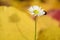 Isolated daisy flower growing out of bed of dead leaves of yellow ironwood tree with ladybug