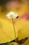 Isolated daisy flower growing out of bed of dead leaves of yellow ironwood tree with ladybug