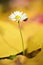 Isolated daisy flower growing out of bed of dead leaves of yellow ironwood tree with ladybug