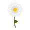 Isolated daisy flower icon