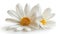 Isolated Daisy Marguerite with Clipping Path on White Background for Beautiful Floral Design