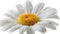 Isolated Daisy Marguerite with Clipping Path on White Background for Beautiful Floral Design
