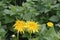 Isolated dandelion with dew on blue sky background. Close-up of dewdrop on the head of dandelion. Purity and blooming.