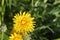 Isolated dandelion with dew on blue sky background. Close-up of dewdrop on the head of dandelion. Purity and blooming.