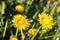 Isolated dandelion with dew on blue sky background. Close-up of dewdrop on the head of dandelion. Purity and blooming.