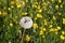 Isolated dandelion with dew on blue sky background. Close-up of dewdrop on the head of dandelion. Purity and blooming.