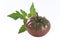 Isolated dark red heirloom tomato