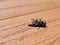 Isolated dead blackfly on manmade composite decking