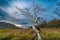 Isolated dead tree against a blue sky, with a rolling grassy field in the background.