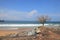 An isolated dead tree in a beach in Trivandrum