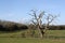 An isolated dead tree in a field