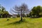 Isolated dead tree in a park with surrounding healthy lawn and trees